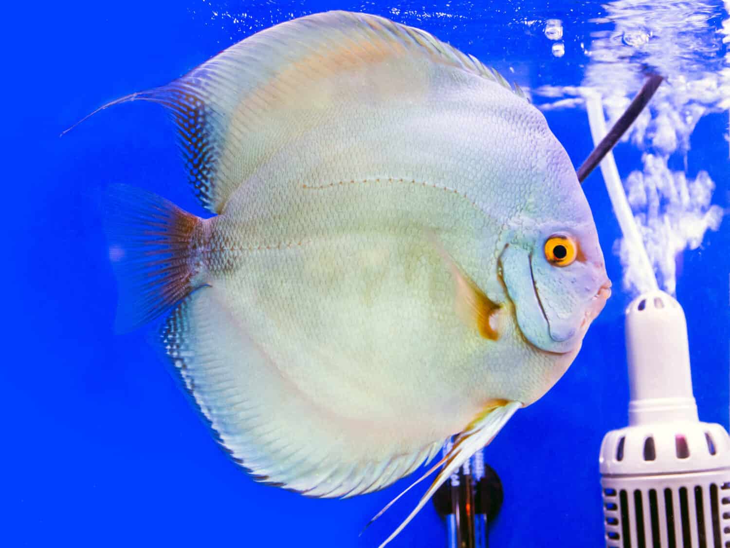 Discus fish (Pompadour), Symphysodon Discus in aquarium.