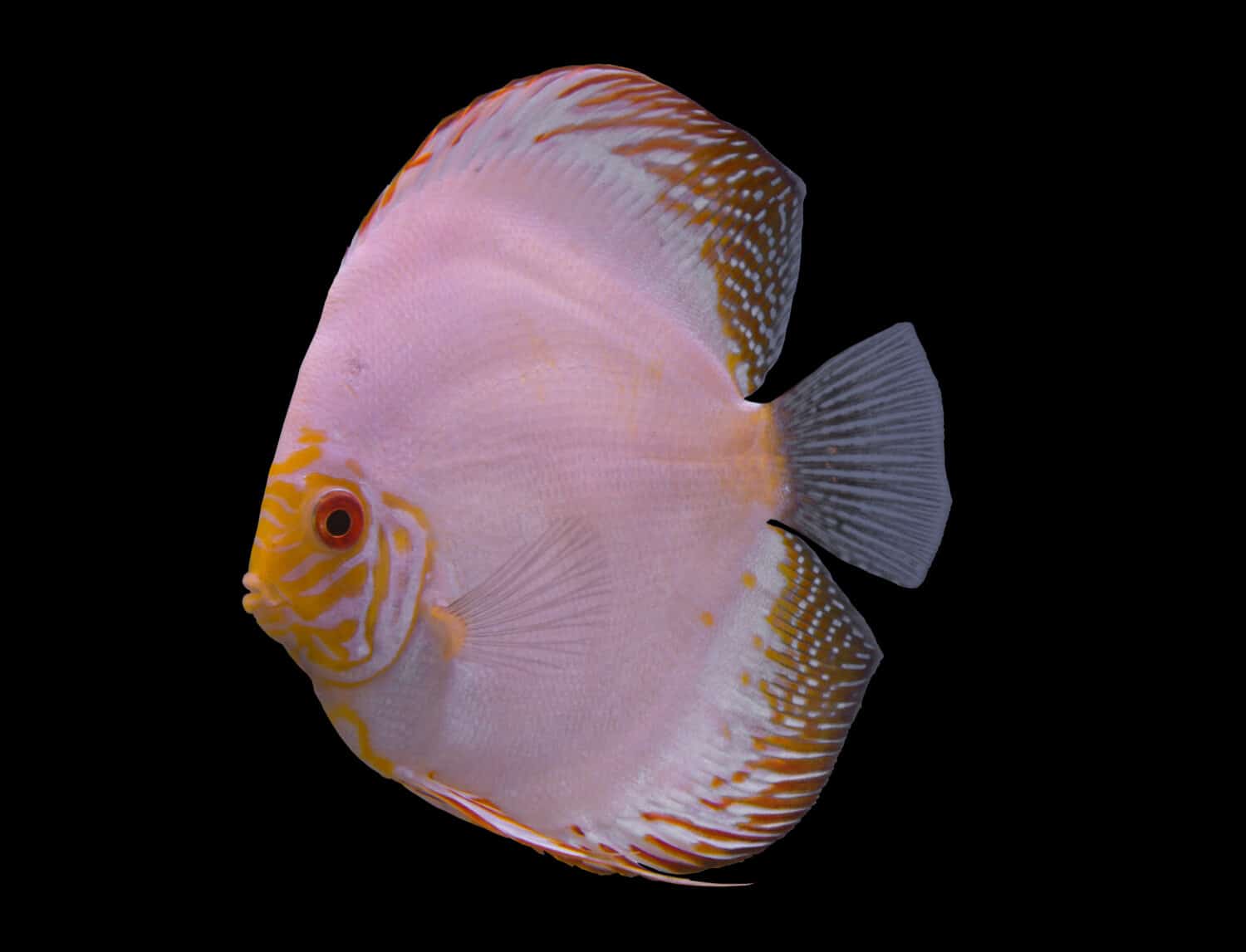 White butterfly discus fish isolated in a black background