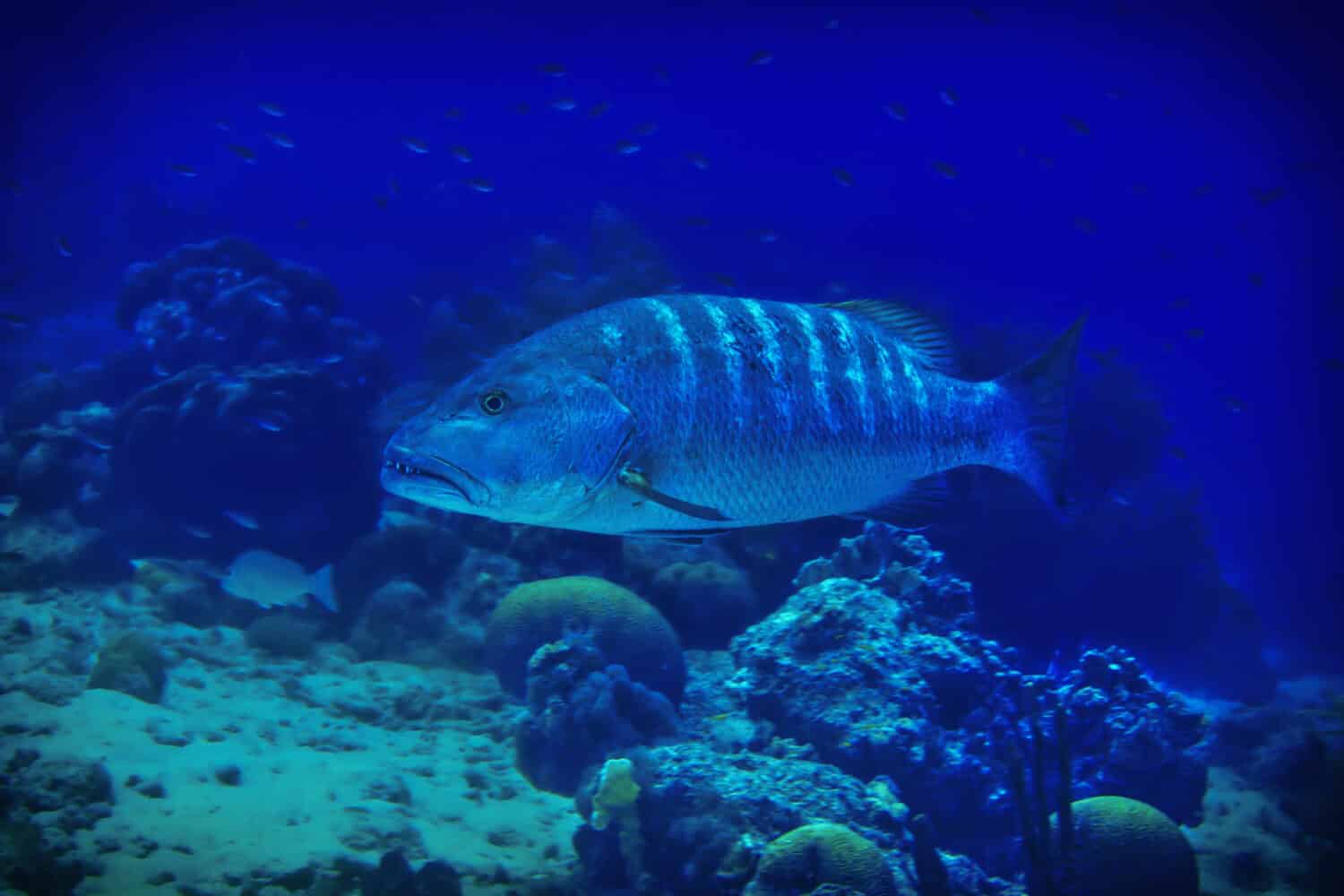Cubera snapper fish swimming along the reef in Bonaire at dusk.