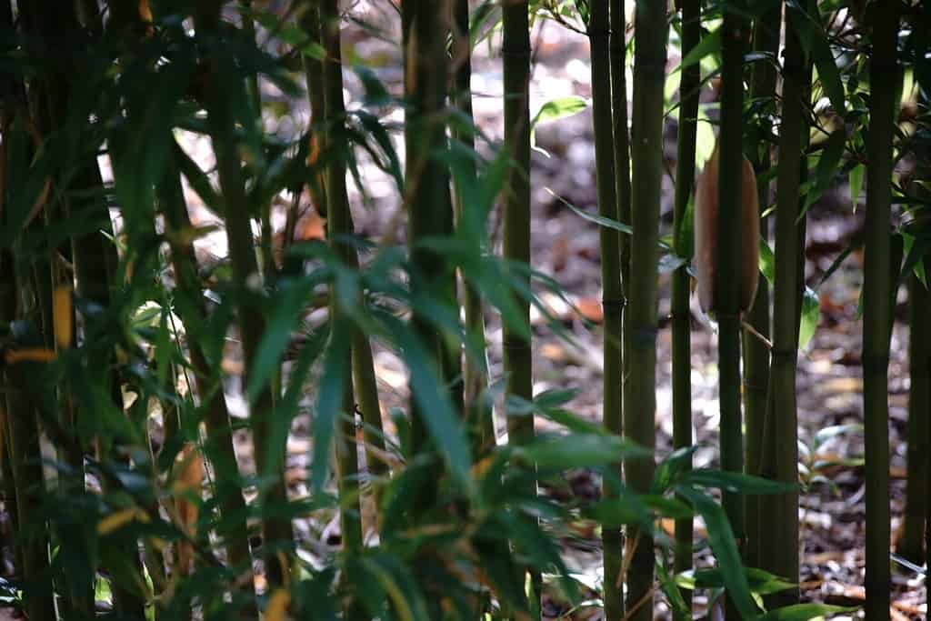 Side by side stalks and bamboo shoots of the Narihira bamboo, Semiarundinaria fastuosa.