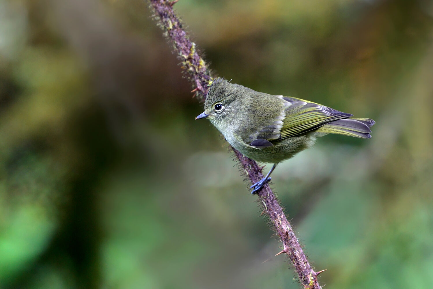 Yellow-browed Tit in nature