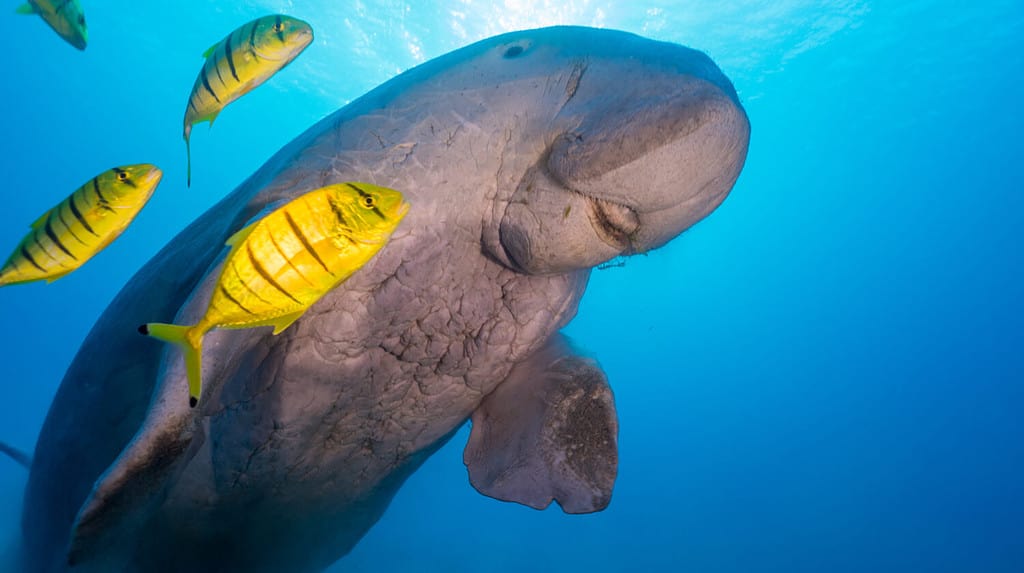Dugong ascending to the surface