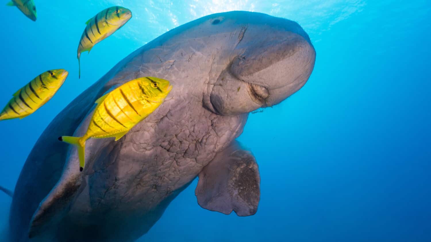 Dugong ascending to the surface