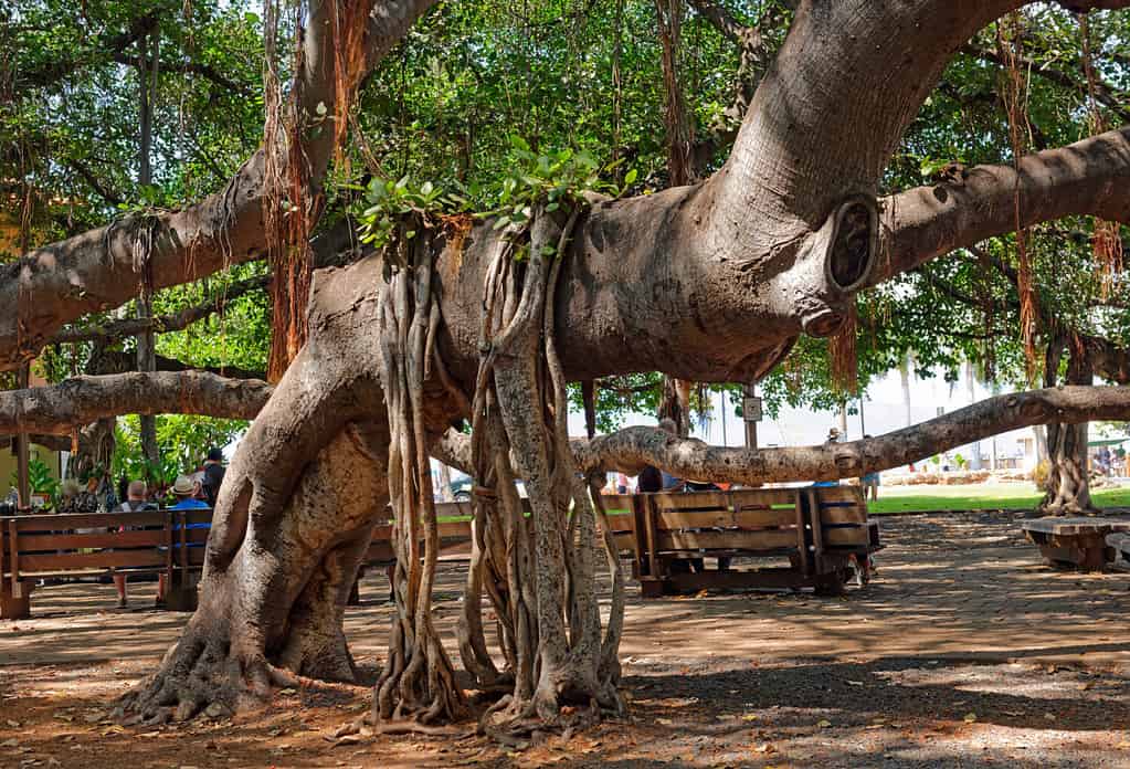 In the shade of the 1873 old Banyan tree in Lahaina, Maui, U.S.A.