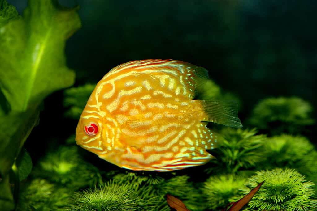 albino gold discus (pompadour fish) are swimming in fish tank. Symphysodon aequifasciatus is American cichlids native to the Amazon river, South America,popular as freshwater aquarium fish.