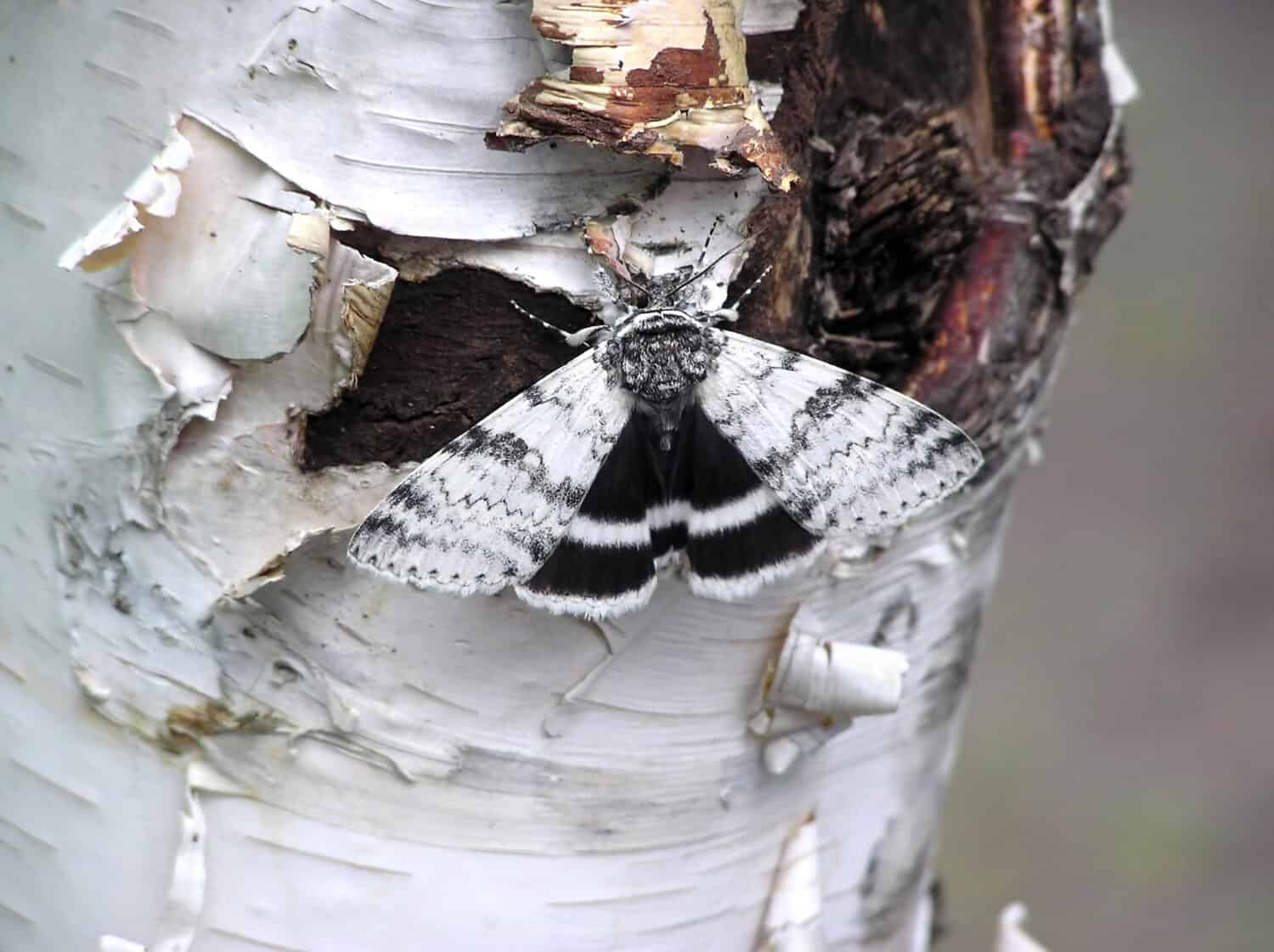 Perfect example of camouflage: a White underwing moth (Catocala relicta) resting and hiding on paper birch bark, almost invisible.