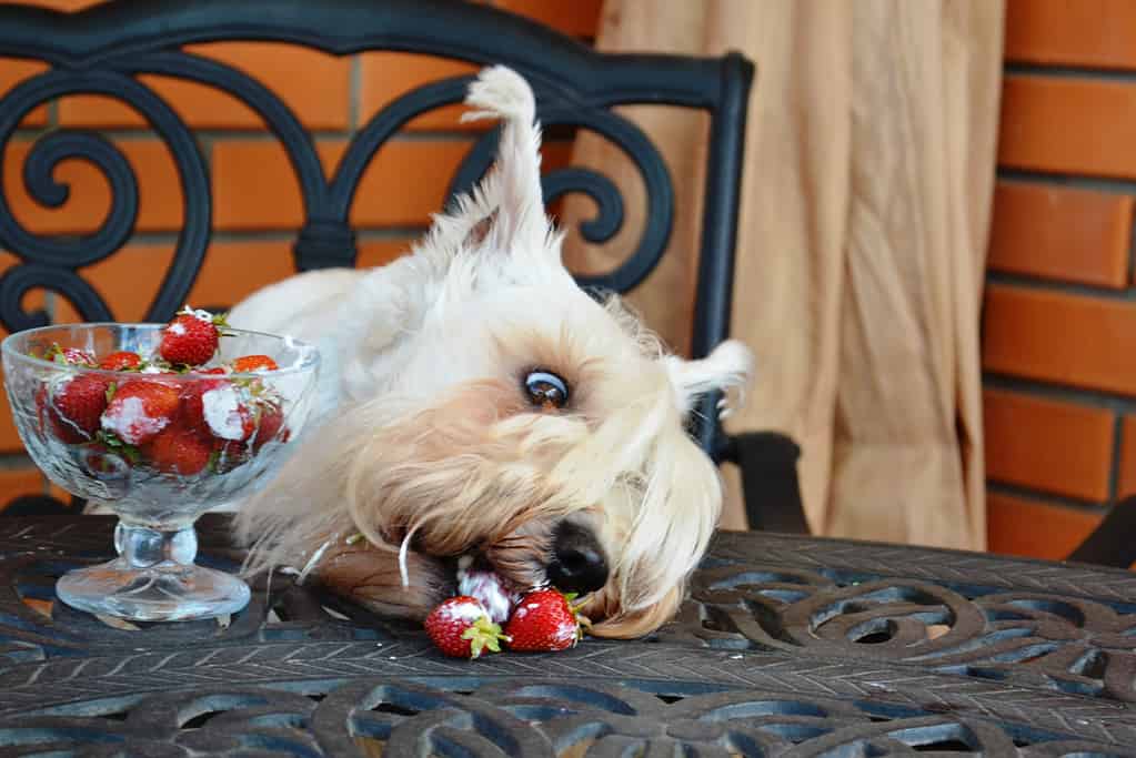 Cream schnauzer steals strawberry from wrought iron table