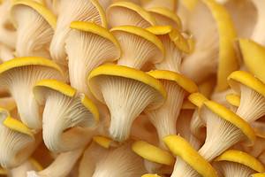 Golden Oyster Mushrooms: A Complete Guide Picture
