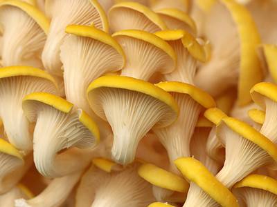 A Golden Oyster Mushrooms: A Complete Guide