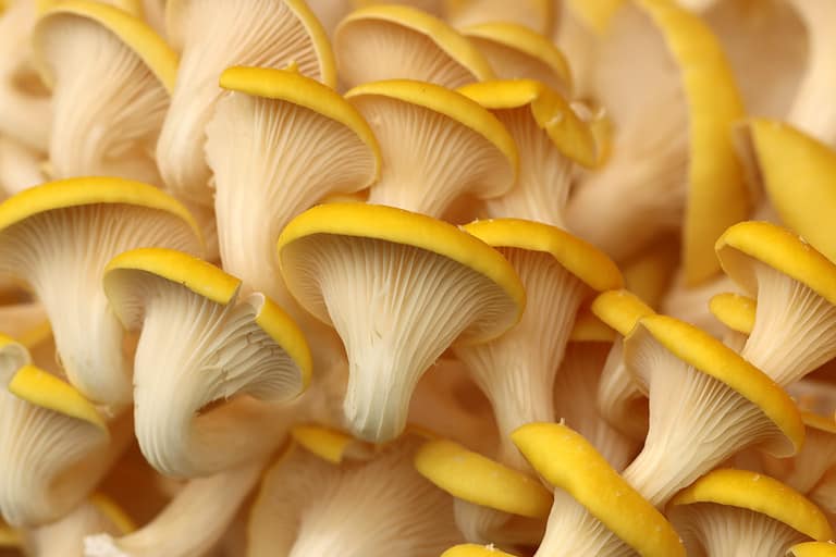 Golden oyster mushroom Pleurotus citrinopileatus
