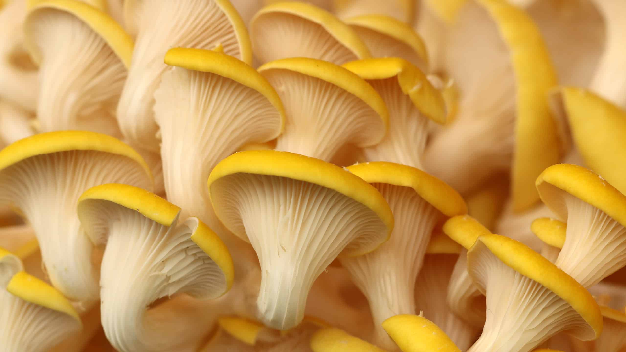 Golden oyster mushroom Pleurotus citrinopileatus