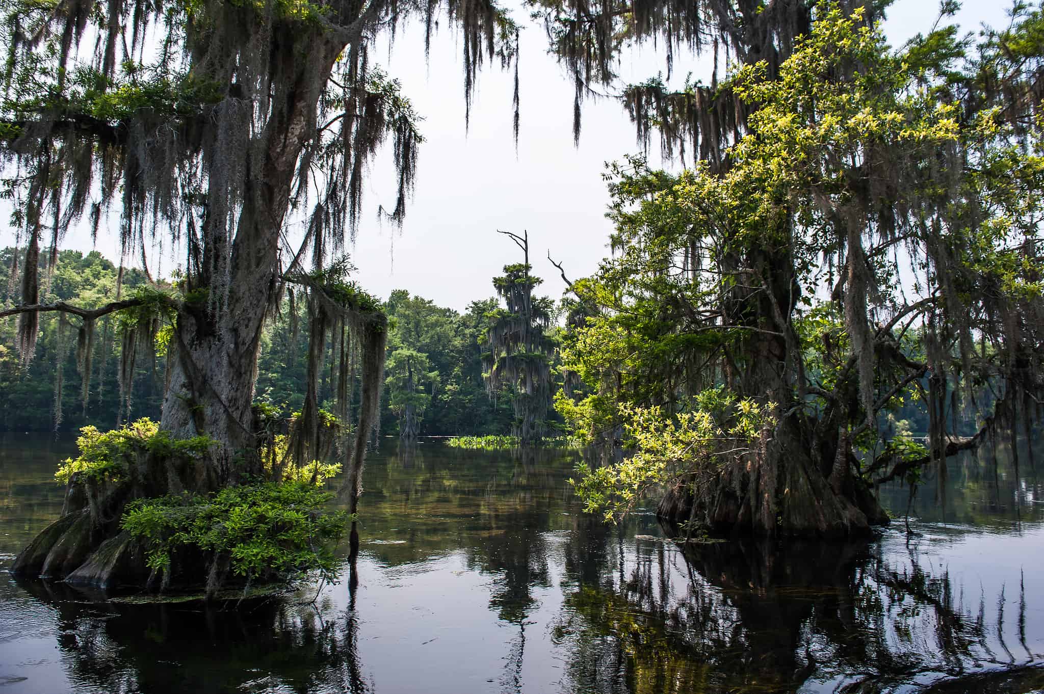 8 Orange Snakes In Florida - A-Z Animals