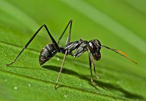 Wisconsinites Prepare! These 5 Ant Types Are Set to Emerge This Summer Picture