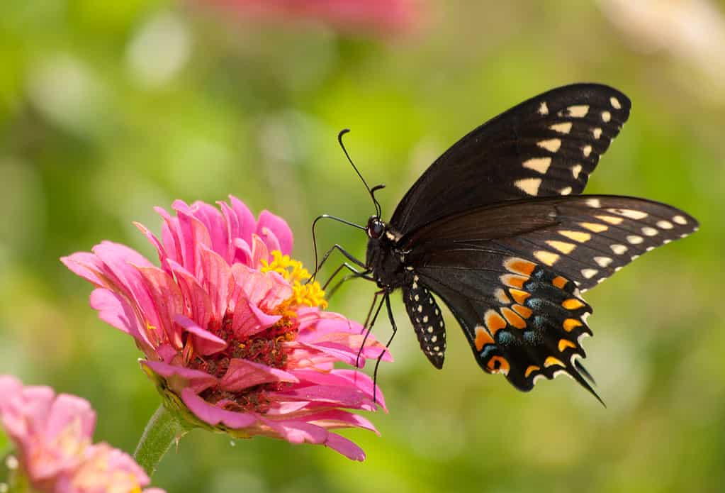 Eastern black swallowtail butterfly, Papilio polyxenes asterius