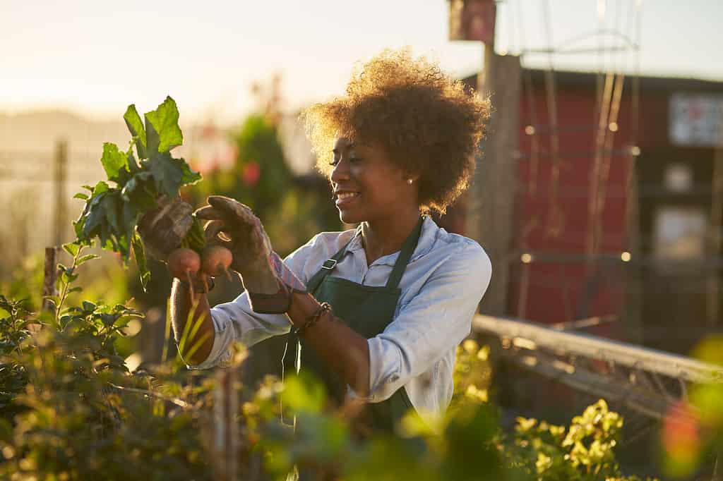 young dark-skinned woman wearing a white button front long sleeved shirt with the sleeves rolled to her elbows. and a green gardening apron is  inspecting beets just pulled from the dirt in community urban garden