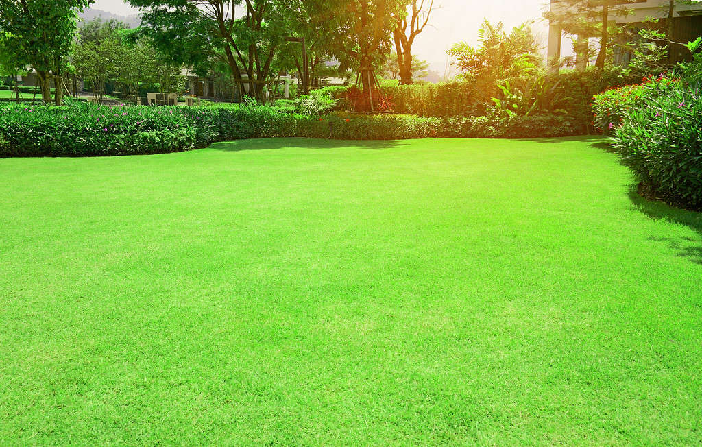 green Bermuda grass smooth lawn with curve form of bush, trees on the background in the house's garden under morning sunlight