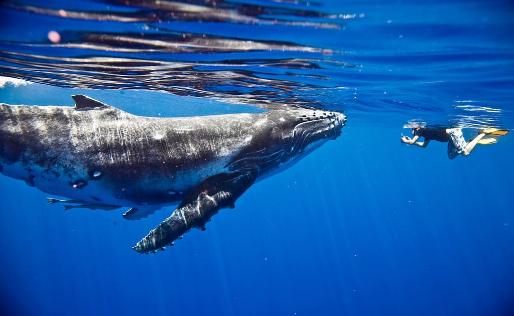 Swimmer near a humpback whale