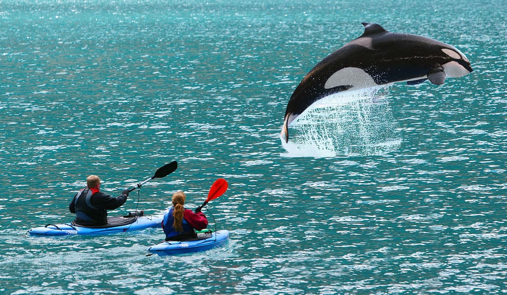Killer whale jumping in front of two sea kayaks
