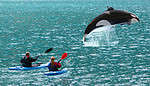 A killer whale jumping in front of two sea kayaks in Alaska USA.