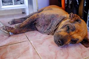 How to Spot Early Stage Mange in Dogs (With Pictures) photo