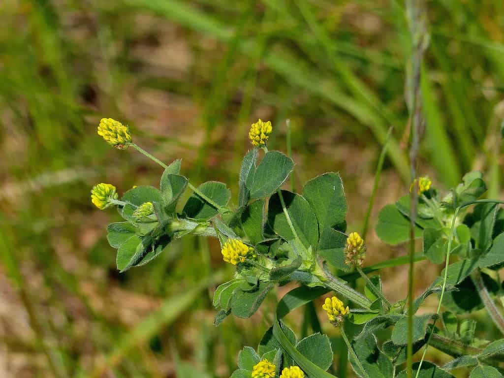 Black medick flower