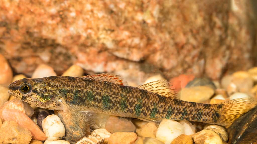 Slough darter fish, Etheostoma gracile