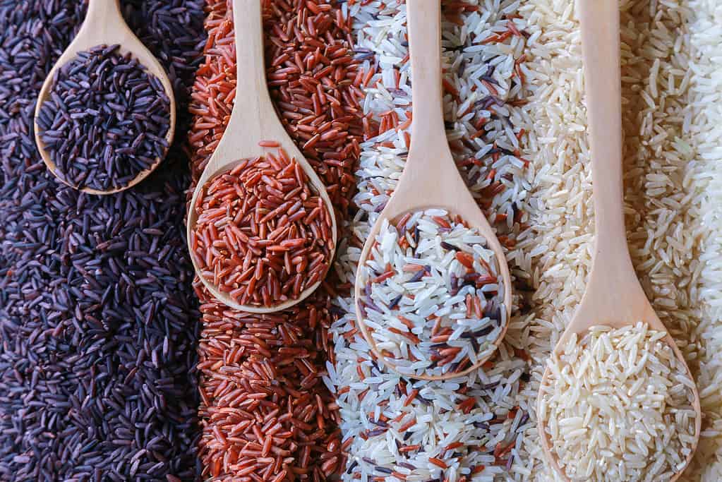 The frame contains from L-R first 1/4 frame is ablack rice with a wooden spoon near the top of the frame filled with back rice, the next /4 frame is filled with a red/brown rice and a wooden spoon lower in the frame filled with red/brown rice. The 3rd 1/4 of the frame is covered with a mix of white, red/brown, and black rice. The wooden spoon in the section is even lower in the frame and filled with the mixed rice. The final Right 1/4 is filed with white rice and the spoon, which is wooden, is the lower of all the spoons and filled with white rice.