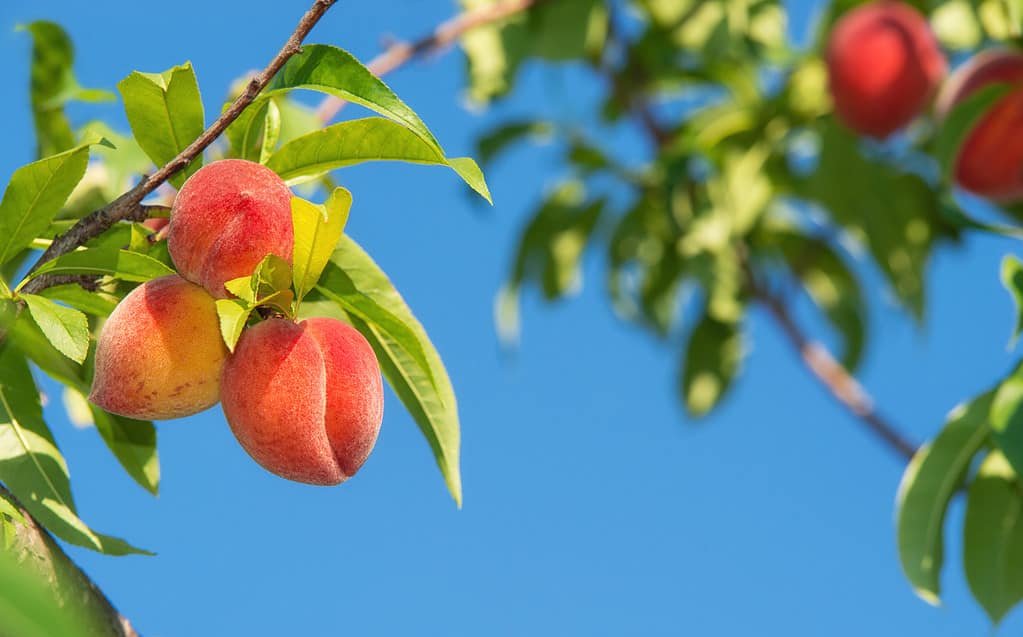 Three sweet peaches are visible in the left frame on a peach tree branch against an impossibly blue sky