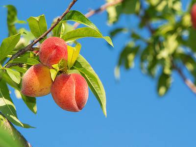 A How to Grow Peaches from Pit to Tree: Your Complete Guide