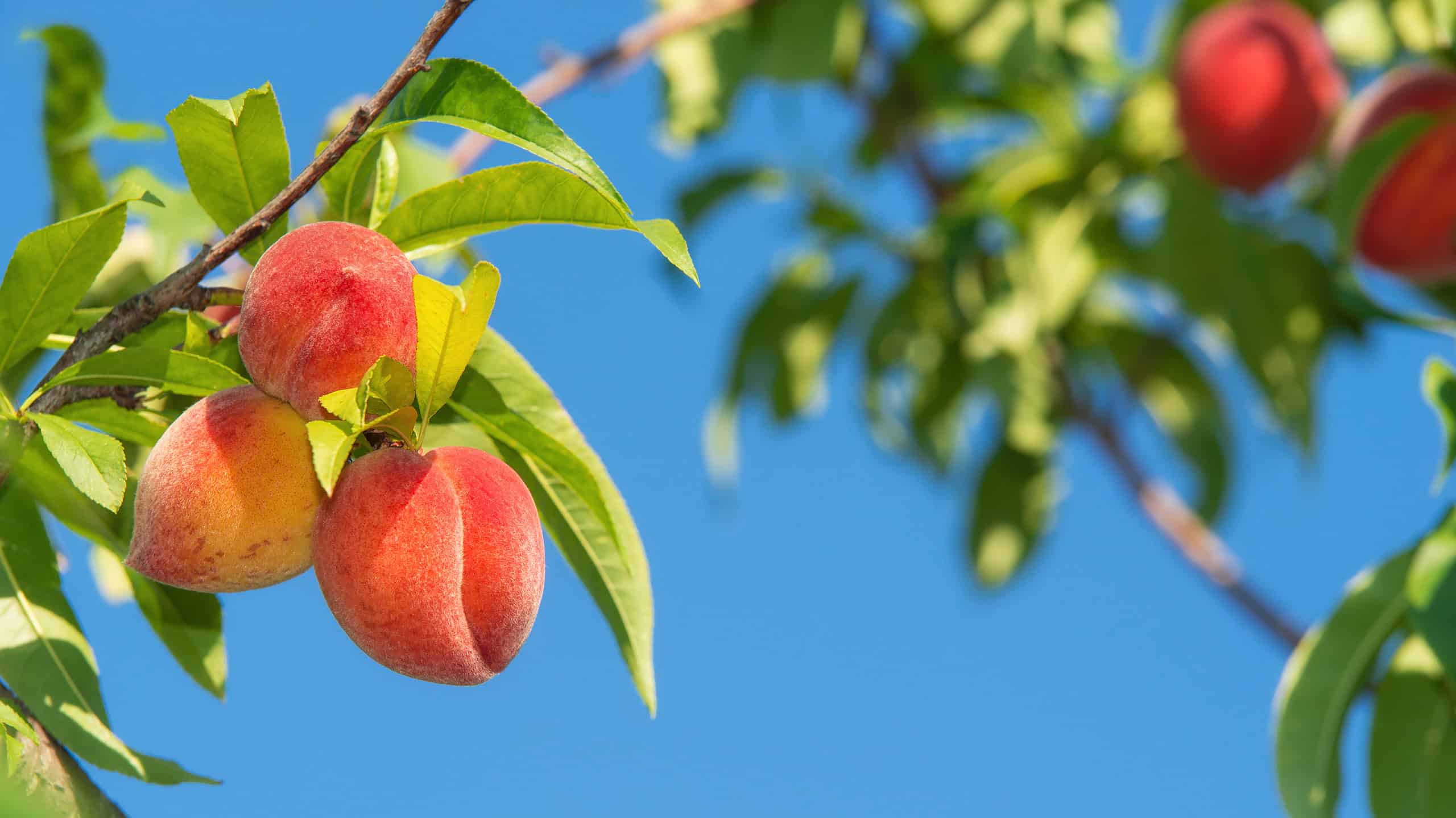 How to Plant and Grow a Peach Tree