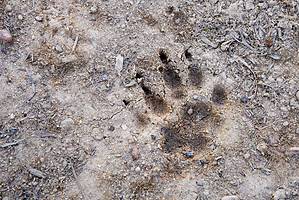Badger Tracks: Identification Guide for Snow, Mud, and More Picture