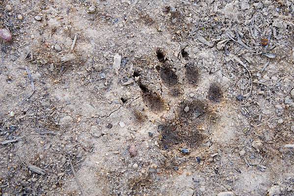 Badger Tracks: Identification Guide for Snow, Mud, and More - AZ Animals