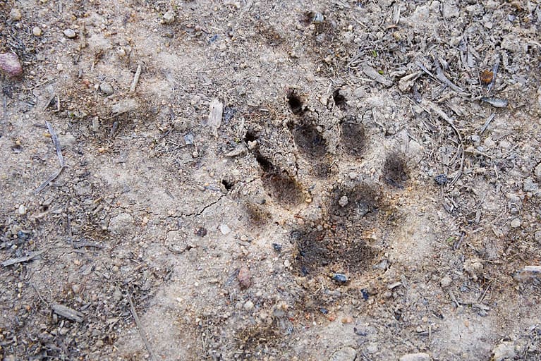 Badger track in dried mud