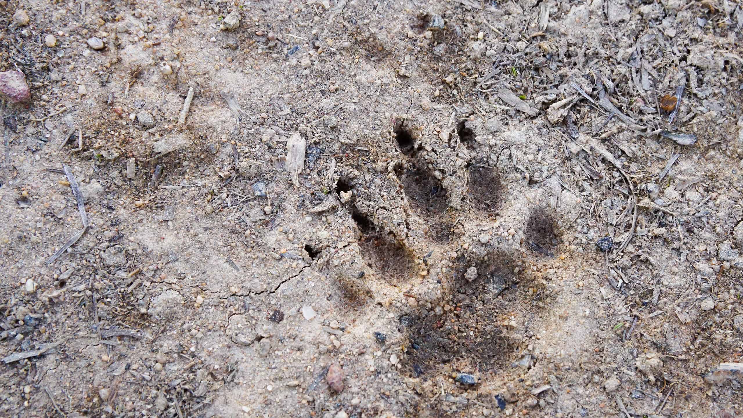 Badger Tracks In Snow Badger Tracks In Snow