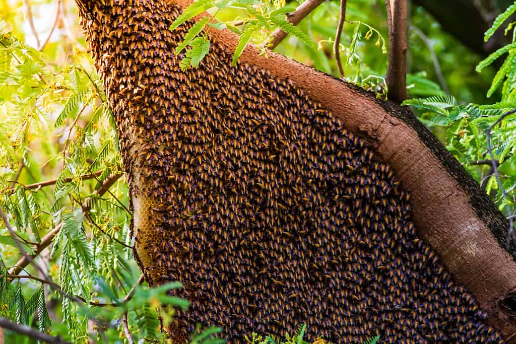 This photo shows a close-up of a honey bee hive in a tree. The hive is made up of hundreds of bees buzzing around the entrance, gathering nectar from nearby flowers.
