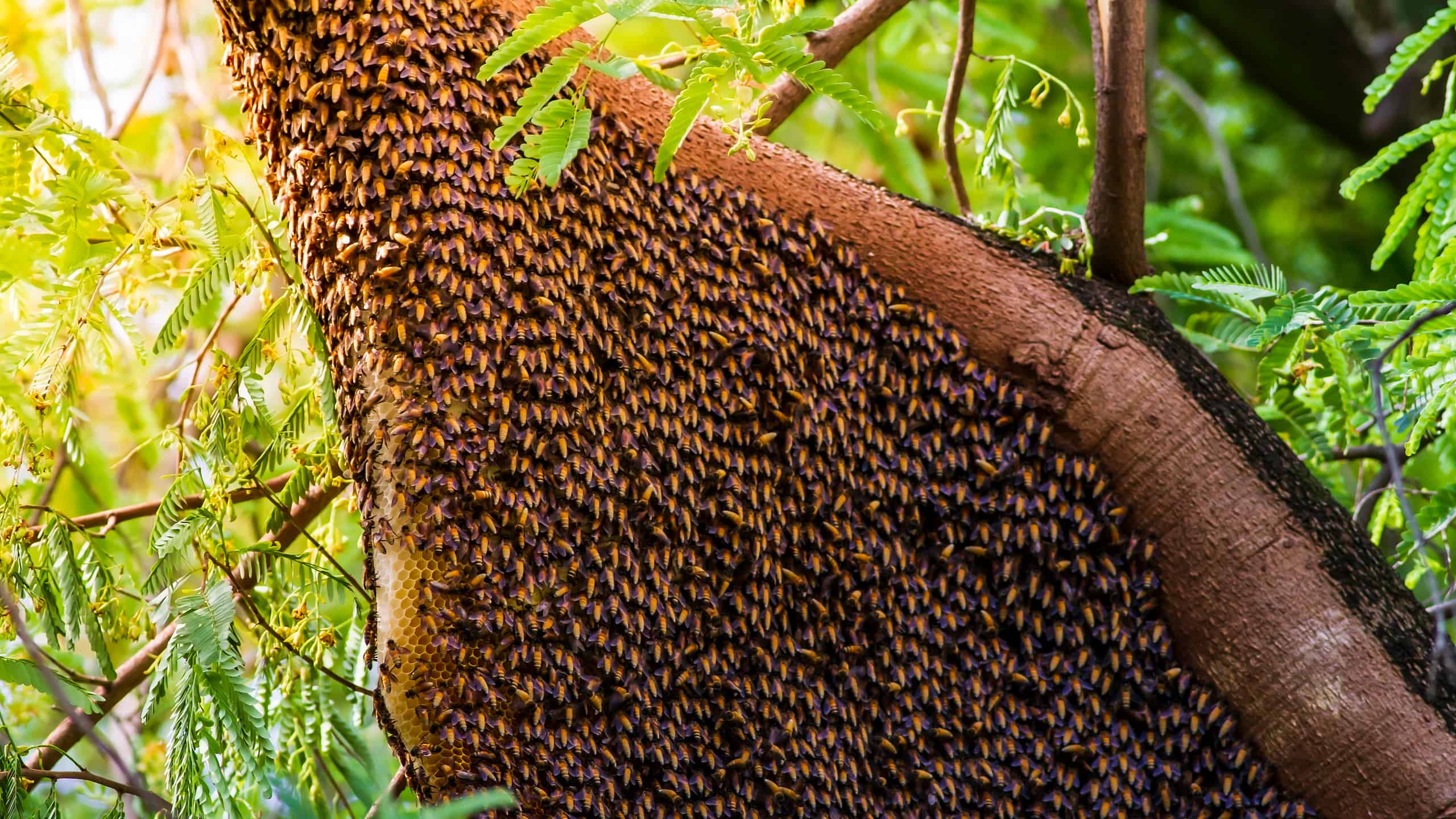 Honey bee nest live on big tamarind with large bee populations in a good environment.