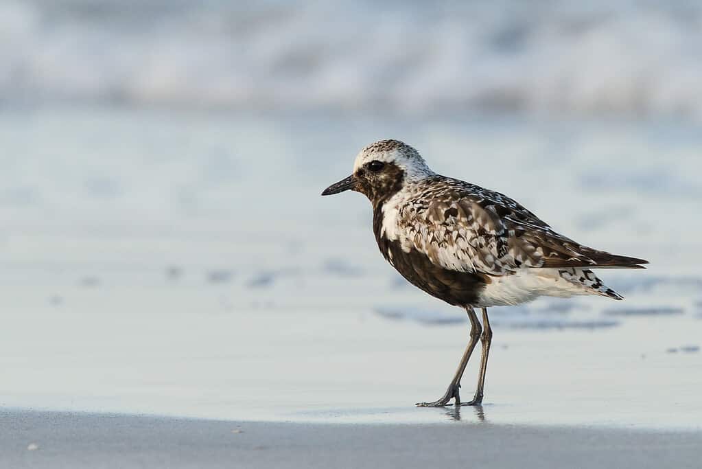black-bellied plover at water's edge