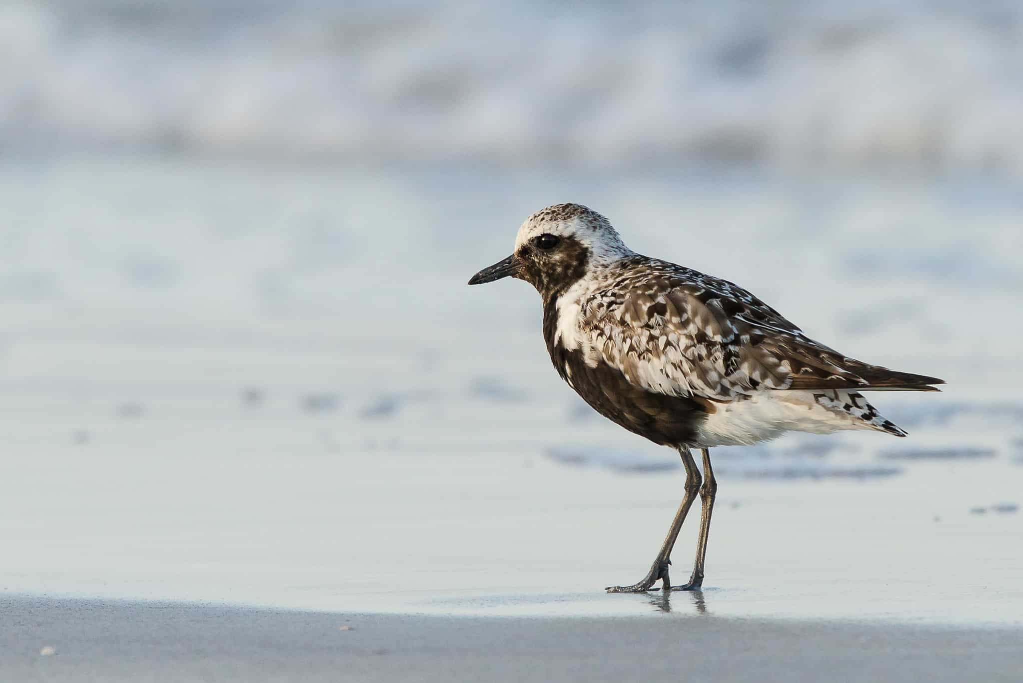 Discover 11 Shorebirds: A Guide Birds At The Beach