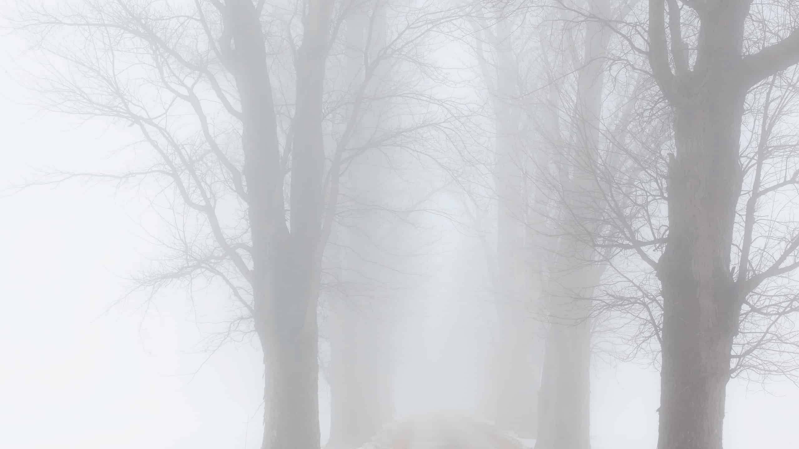 Perspective of narrow road lined with tall, bare, deciduous trees that disappear in fog after a snowstorm in northern Illinois, USA