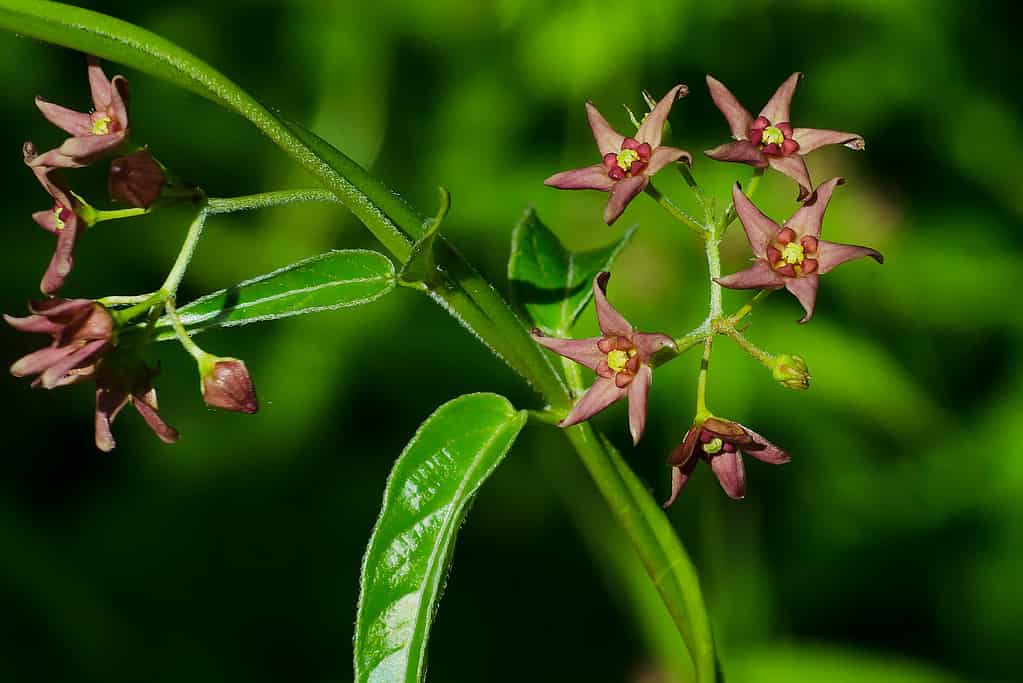 Black swallow-wort flower