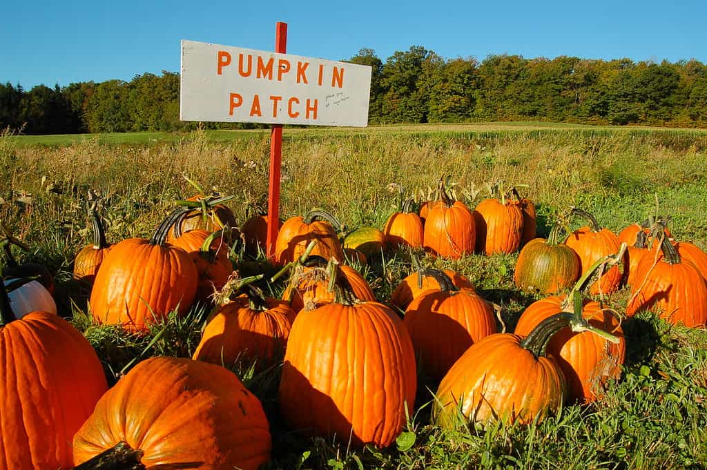 Approximately 20 mature orange pumpkins are visible grouped around a white sign with orange letters that says " PUMPKIN PATCH." Grass surrounds the group.
