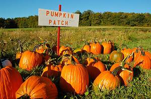 Explore the 5 Best Pumpkin Patches in Alaska To Experience Autumn photo