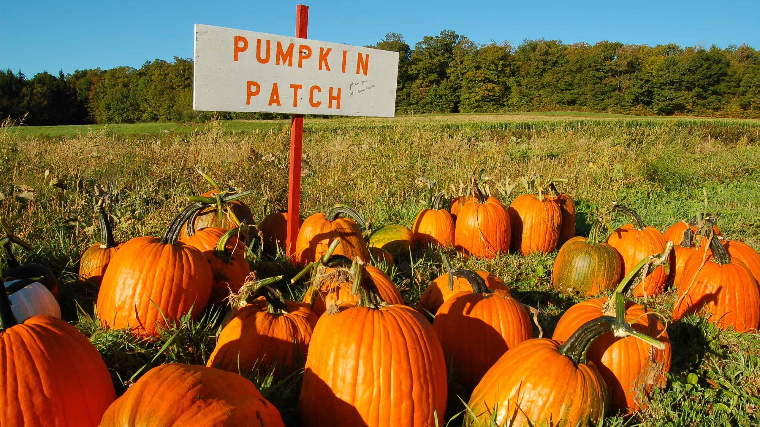 Approximately 20 mature orange pumpkins are visible grouped around a white sign with orange letters that says " PUMPKIN PATCH." Grass surrounds the group.