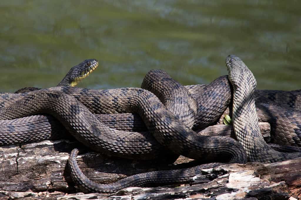 A group of diamond-backed water snakes coiled up together in the water. 