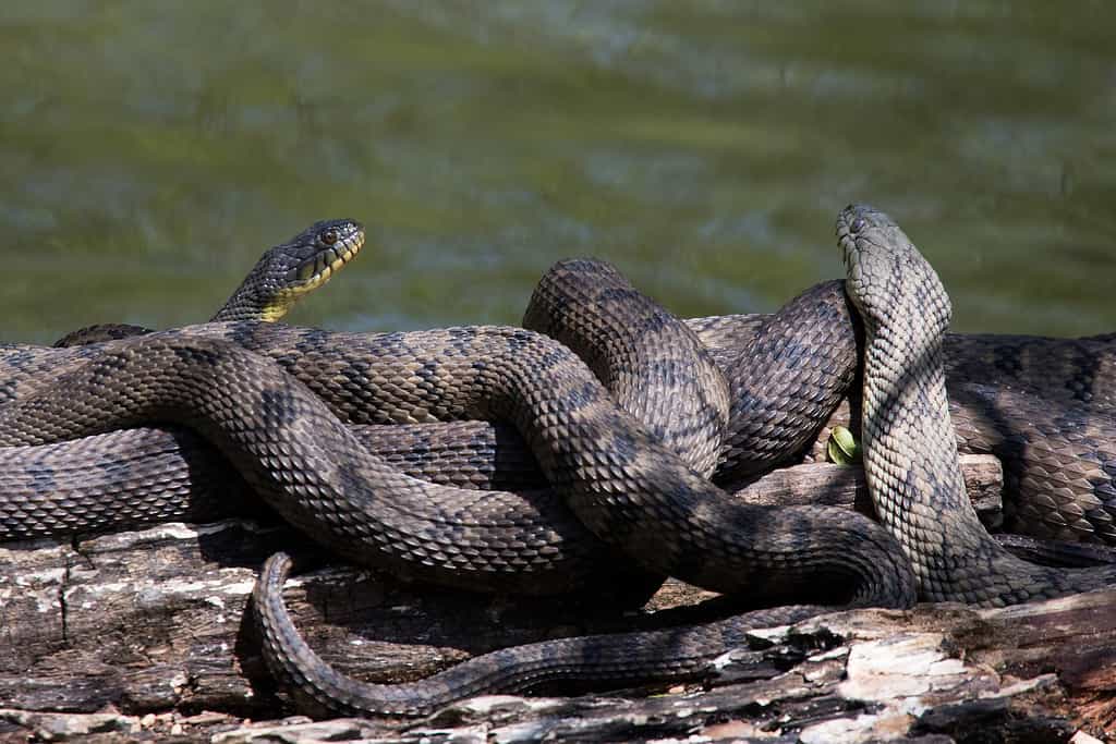  Snakes on a log next to a water body.