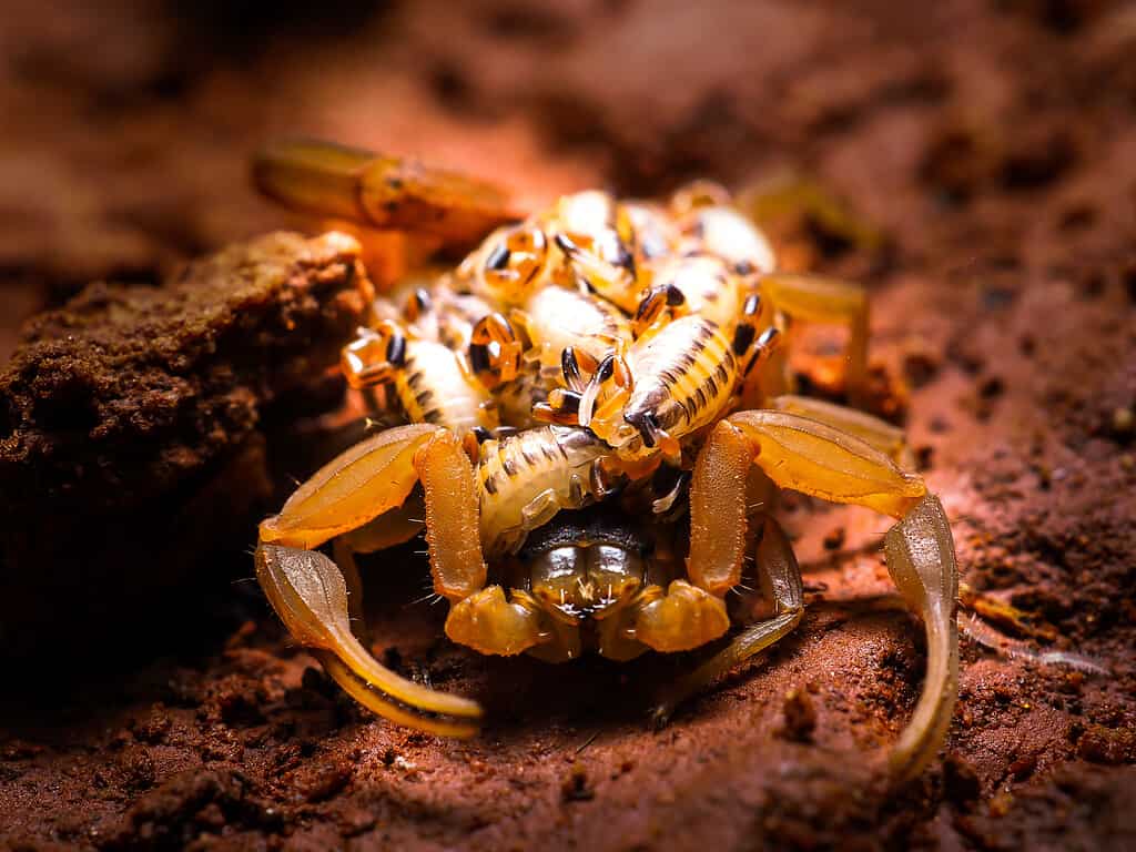 Striped bark scorpion mother with scorplings on her back