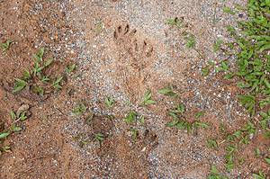 Porcupine Tracks: Identification Guide for Snow, Mud, and More Picture