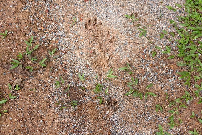 Footprint of porcupine on ground at khaoyai national park, Thailand