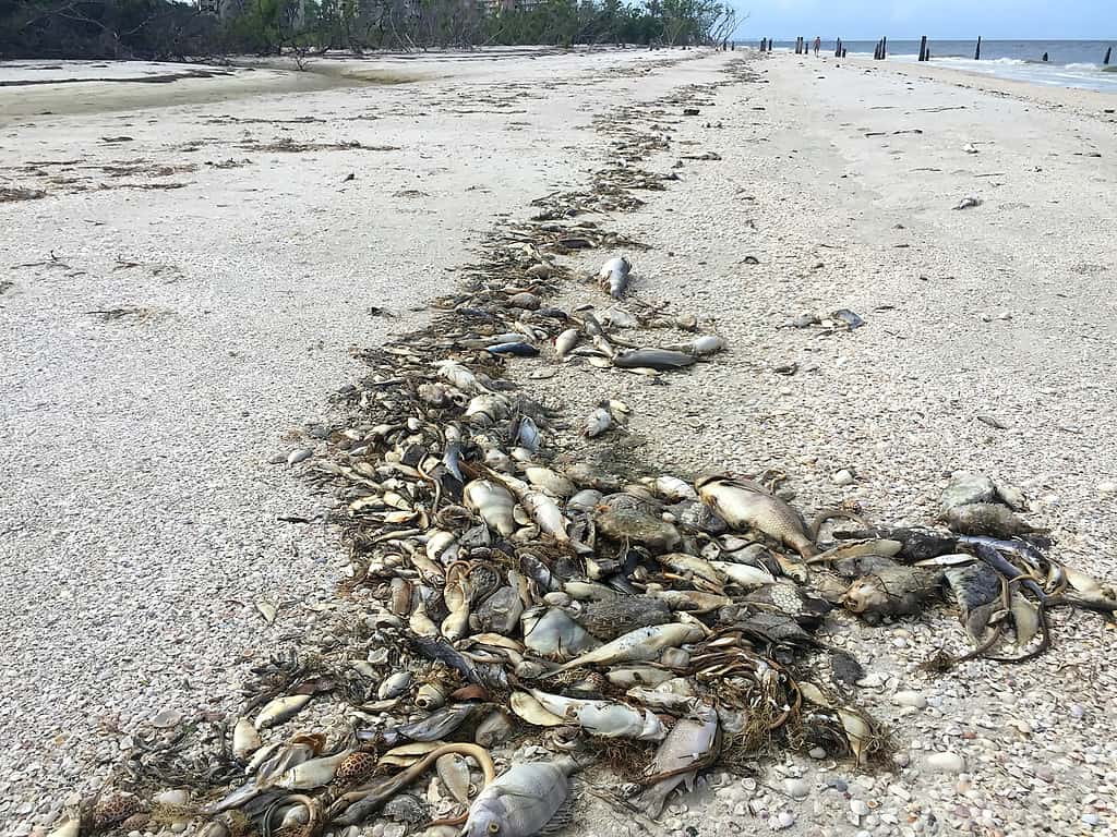 Red tide mass fish kills