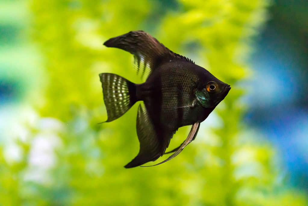 Black Angelfish